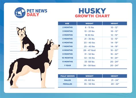 husky growing chart